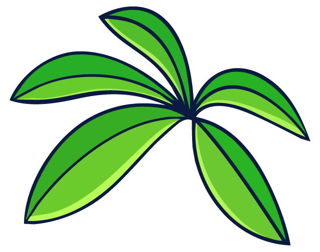 palm tree leaf